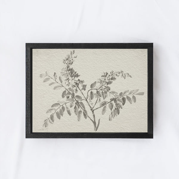 Vintage Botanical Watercolour Painting A75-0