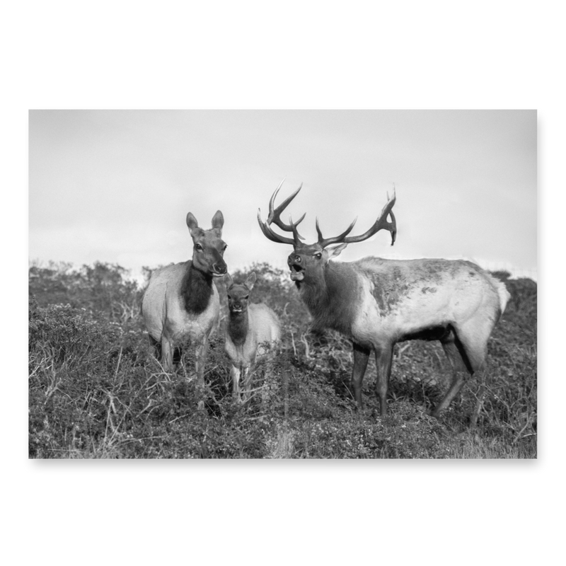 California Tule Elk Wrapping Paper Sheets